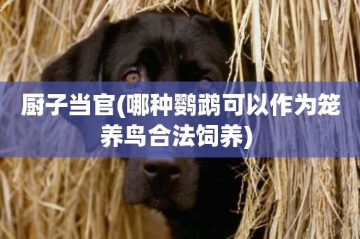 廚子當官(哪種鸚鵡可以作為籠養鳥合法飼養) 