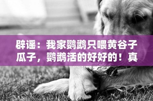 辟謠：我家鸚鵡只喂黃谷子瓜子，鸚鵡活的好好的！真的是這樣嗎？ 
