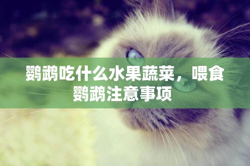 鸚鵡吃什么水果蔬菜，喂食鸚鵡注意事項 