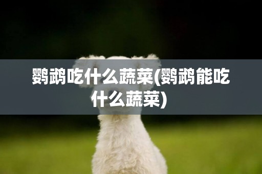 鸚鵡吃什么蔬菜(鸚鵡能吃什么蔬菜) 