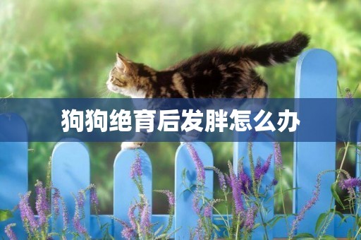 狗狗絕育后發胖怎么辦