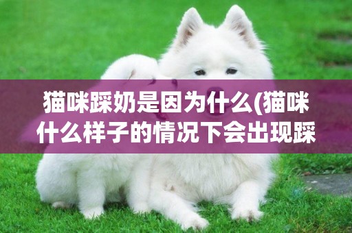貓咪踩奶是因為什么(貓咪什么樣子的情況下會出現踩奶) 