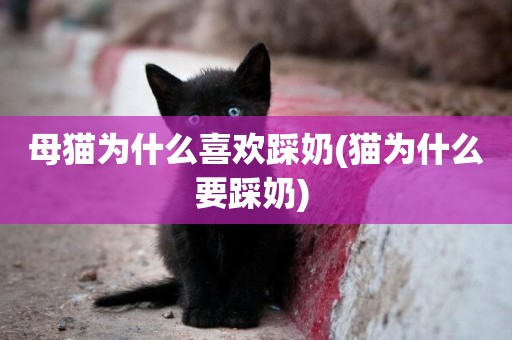 母貓為什么喜歡踩奶(貓為什么要踩奶) 