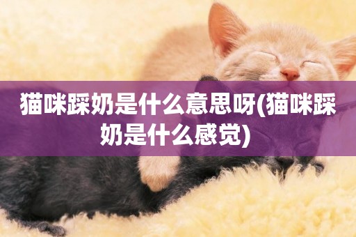 貓咪踩奶是什么意思呀(貓咪踩奶是什么感覺) 