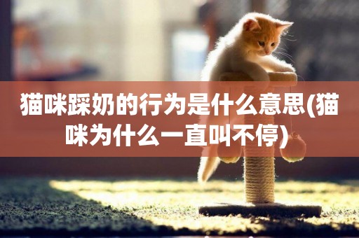 貓咪踩奶的行為是什么意思(貓咪為什么一直叫不停) 