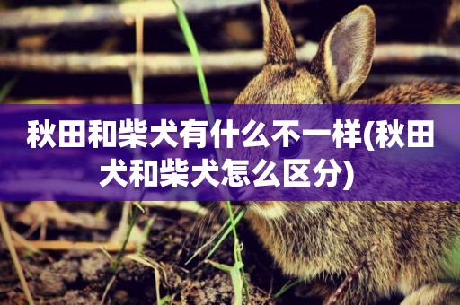 秋田和柴犬有什么不一樣(秋田犬和柴犬怎么區分) 