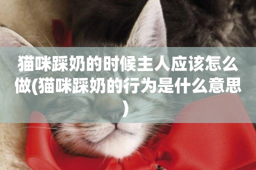 貓咪踩奶的時候主人應該怎么做(貓咪踩奶的行為是什么意思) 
