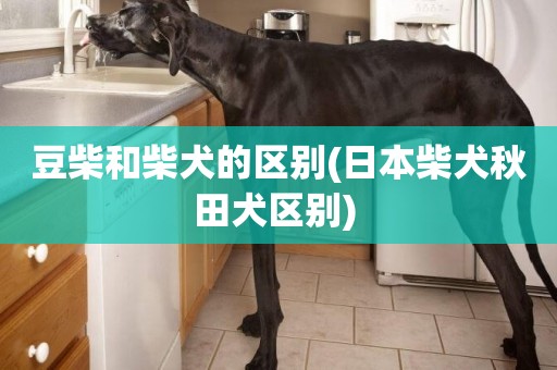 豆柴和柴犬的區別(日本柴犬秋田犬區別) 