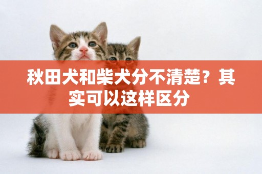 秋田犬和柴犬分不清楚？其實可以這樣區分 