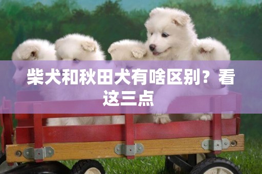 柴犬和秋田犬有啥區別？看這三點 