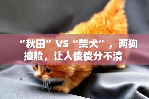 “秋田”VS“柴犬”，兩狗撞臉，讓人傻傻分不清 