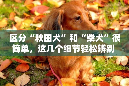 區分“秋田犬”和“柴犬”很簡單，這幾個細節輕松辨別 