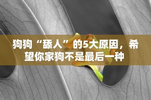 狗狗“舔人”的5大原因，希望你家狗不是最后一種 