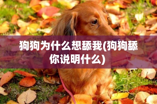 狗狗為什么想舔我(狗狗舔你說明什么) 