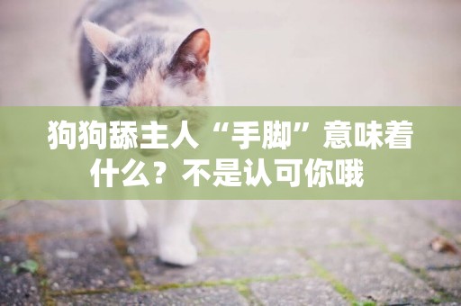 狗狗舔主人“手腳”意味著什么？不是認可你哦 