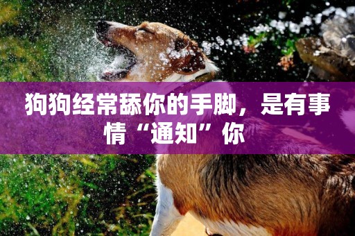 狗狗經常舔你的手腳，是有事情“通知”你 