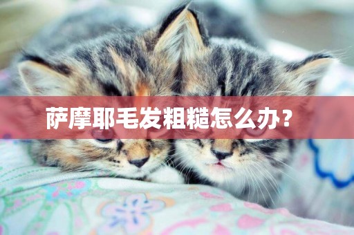 薩摩耶毛發粗糙怎么辦？ 