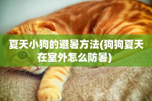 夏天小狗的避暑方法(狗狗夏天在室外怎么防暑) 