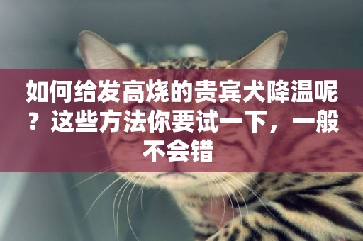 如何給發高燒的貴賓犬降溫呢？這些方法你要試一下，一般不會錯 