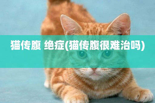 貓傳腹 絕癥(貓傳腹很難治嗎) 