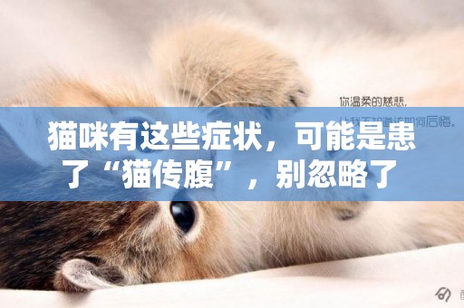 貓咪有這些癥狀，可能是患了“貓傳腹”，別忽略了 