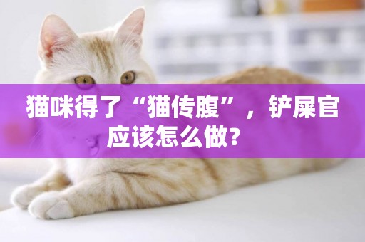 貓咪得了“貓傳腹”，鏟屎官應該怎么做？ 