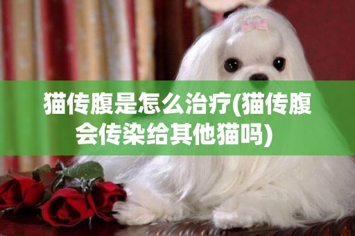 貓傳腹是怎么治療(貓傳腹會傳染給其他貓嗎) 
