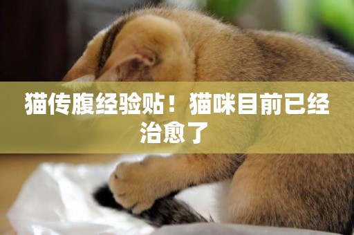 貓傳腹經驗貼！貓咪目前已經治愈了 