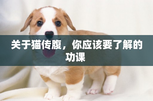 關于貓傳腹，你應該要了解的功課 
