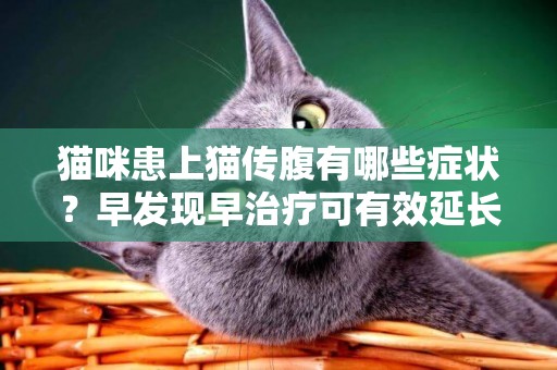 貓咪患上貓傳腹有哪些癥狀？早發現早治療可有效延長它們的壽命 