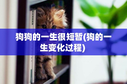 狗狗的一生很短暫(狗的一生變化過程) 