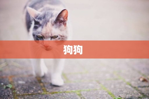狗狗 