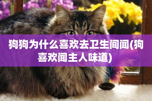 狗狗為什么喜歡去衛生間聞(狗喜歡聞主人味道) 