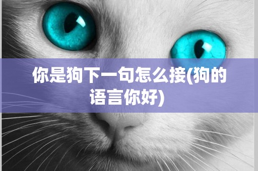 你是狗下一句怎么接(狗的語言你好) 