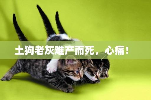 土狗老灰難產而死，心痛！ 
