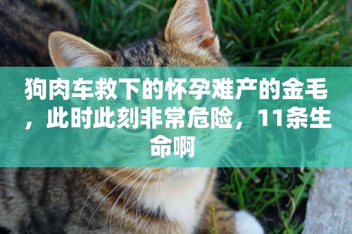 狗肉車救下的懷孕難產的金毛，此時此刻非常危險，11條生命啊 