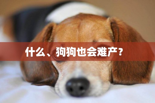 什么、狗狗也會難產？ 