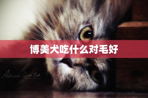 博美犬吃什么對毛好