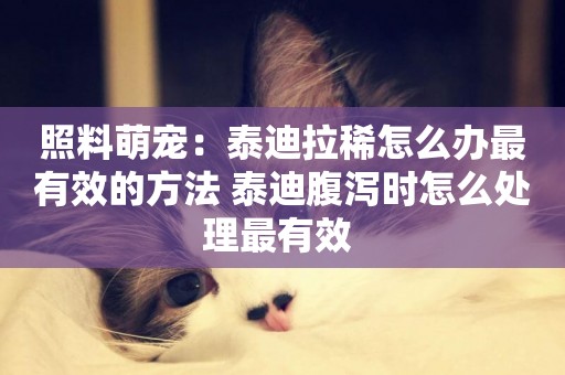 照料萌寵：泰迪拉稀怎么辦最有效的方法 泰迪腹瀉時怎么處理最有效 