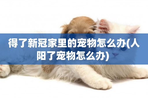 得了新冠家里的寵物怎么辦(人陽了寵物怎么辦) 