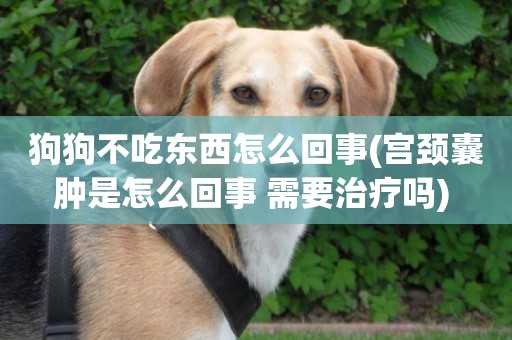 狗狗不吃東西怎么回事(宮頸囊腫是怎么回事 需要治療嗎) 