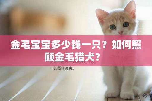 金毛寶寶多少錢一只？如何照顧金毛獵犬？ 