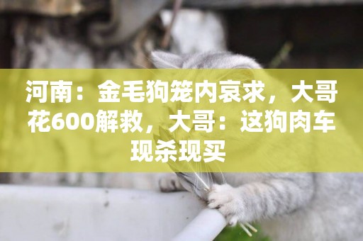 河南：金毛狗籠內哀求，大哥花600解救，大哥：這狗肉車現殺現買 