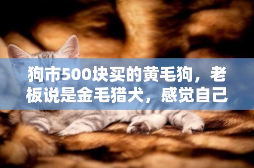 狗市500塊買的黃毛狗，老板說是金毛獵犬，感覺自己好像被騙了！ 