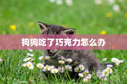 狗狗吃了巧克力怎么辦