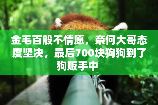 金毛百般不情愿，奈何大哥態度堅決，最后700塊狗狗到了狗販手中 