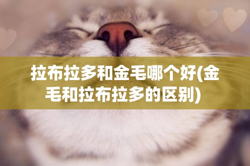 拉布拉多和金毛哪個好(金毛和拉布拉多的區別) 