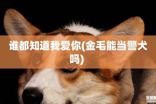誰都知道我愛你(金毛能當警犬嗎) 