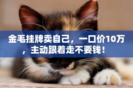 金毛掛牌賣自己，一口價10萬，主動跟著走不要錢！ 