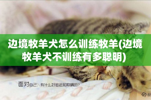 邊境牧羊犬怎么訓練牧羊(邊境牧羊犬不訓練有多聰明) 